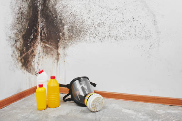 Best Basement Mold Remediation in Anson, TX