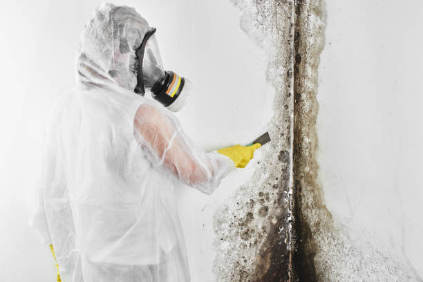 Trusted Anson, TX Mold Remediation Experts