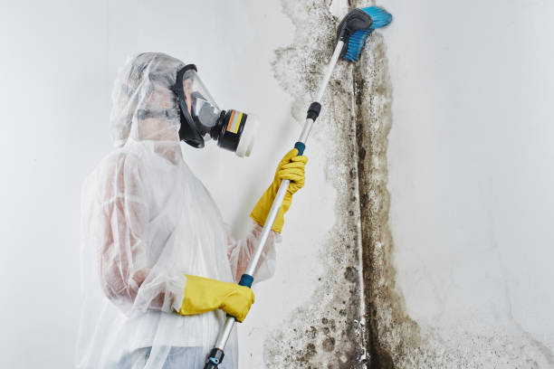 Best Preventive Mold Services in Anson, TX