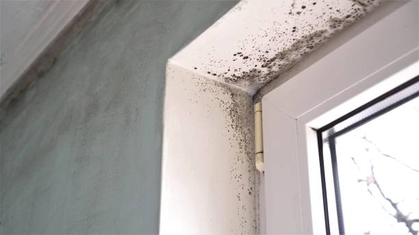 Best Preventive Mold Services in Anson, TX