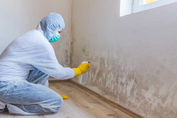 Best Post-Flood Mold Remediation in Anson, TX