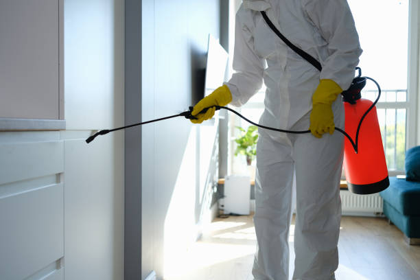 Best Localized Mold Remediation (e.g., coastal areas, humid climates) in Anson, TX