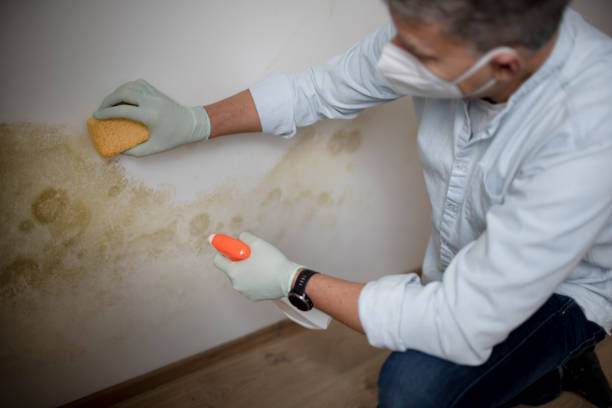 Best Residential Mold Remediation in Anson, TX