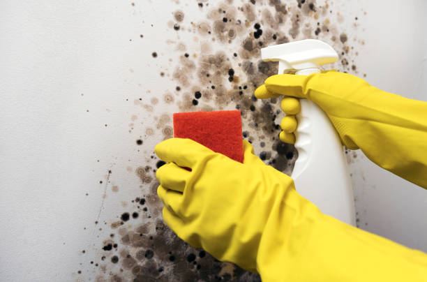 Best HVAC Mold Remediation in Anson, TX