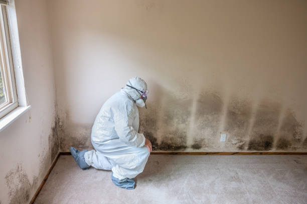 Best Residential Mold Remediation in Anson, TX