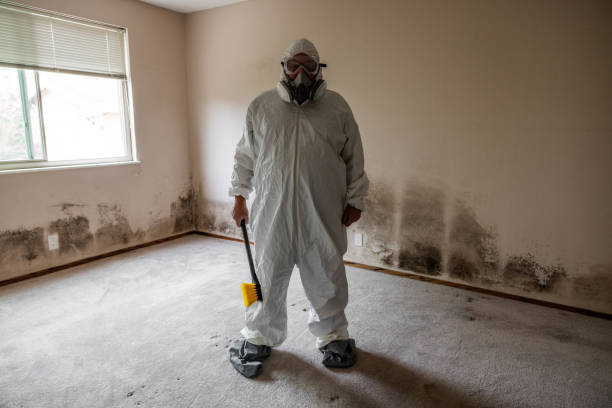Best Black Mold Remediation in Anson, TX
