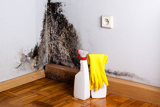 Best Insurance-Related Mold Remediation in Anson, TX