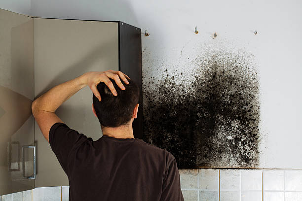 Best Industrial Mold Remediation in Anson, TX