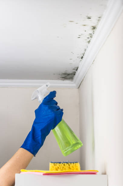 Best Insurance-Related Mold Remediation in Anson, TX
